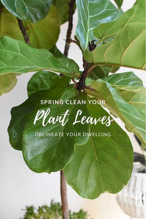 Spring Cleaning, Dusting your Plant Leaves