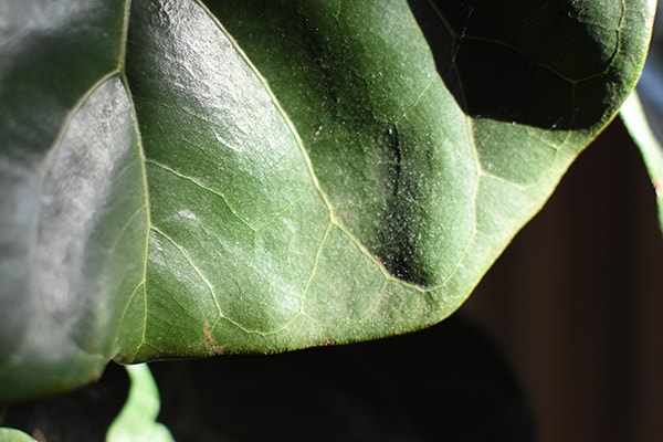 Dirty and dusty plant leaf