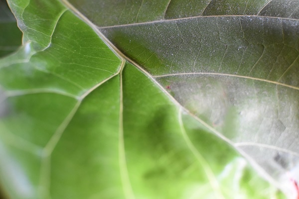 Dusting your Plant Leaves