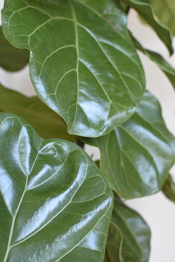 Dusting your Plant Leaves