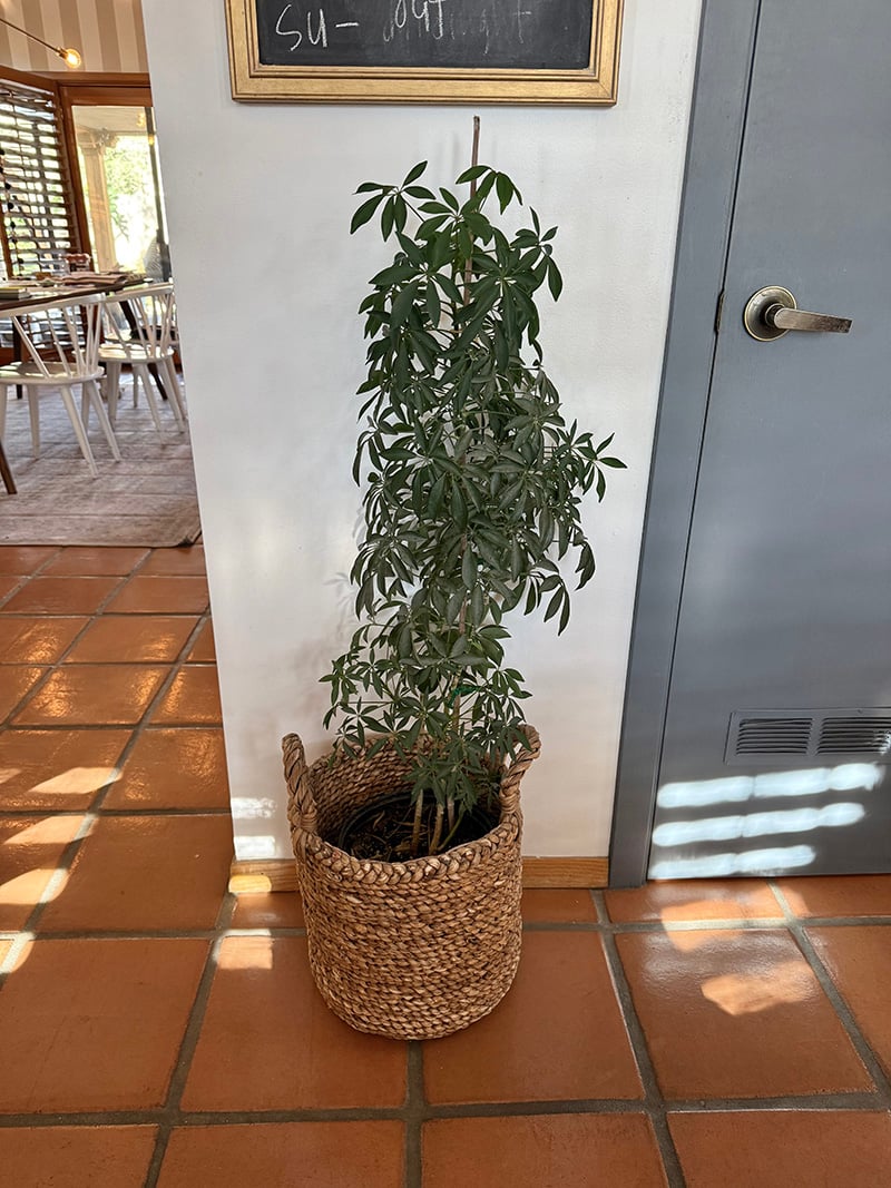 Mature Dwarf Umbrella Plant