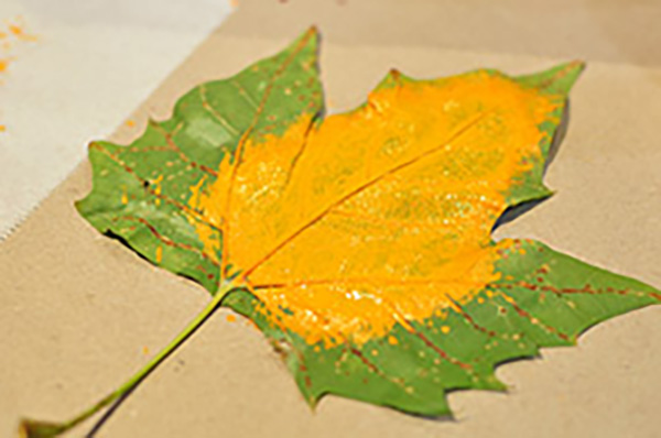 Yellow painted maple leaf