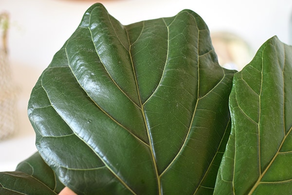 Fiddle Leaf Fig leaf zoom