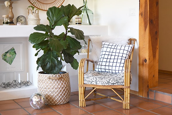 Fiddle Fig Chair