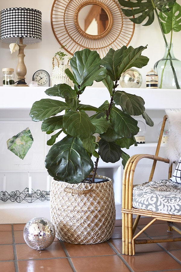 Fiddle Fig Pot and chair