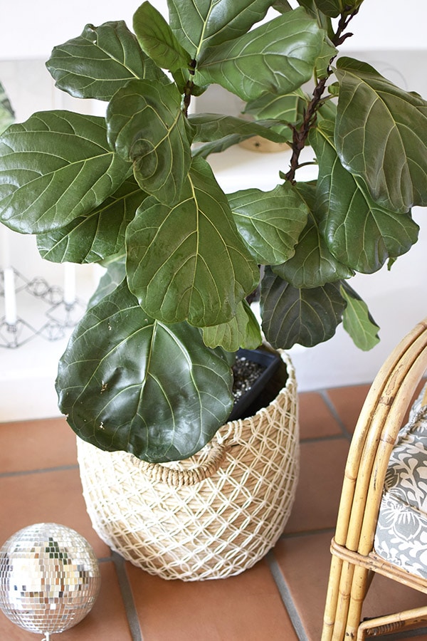 Fiddle Leaf Fig disco ball