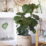 Fiddle Leaf Fig plant