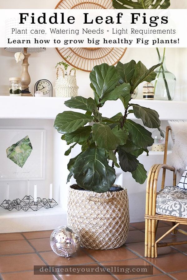 Fiddle Leaf Fig plant