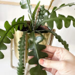 Fishbone Cactus Plant Care