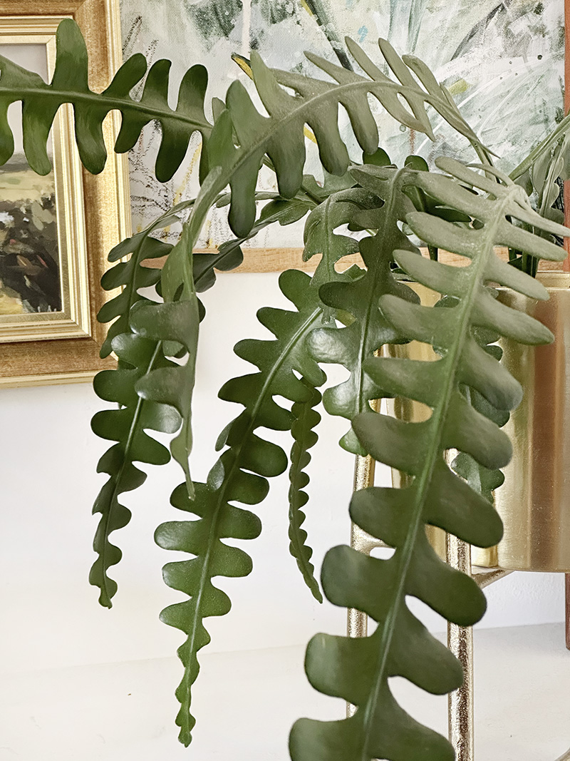 Plant of the Week: Zigzag plant