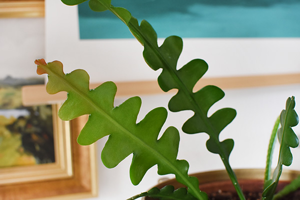 Fishbone Cactus Plant Care - Delineate Your Dwelling