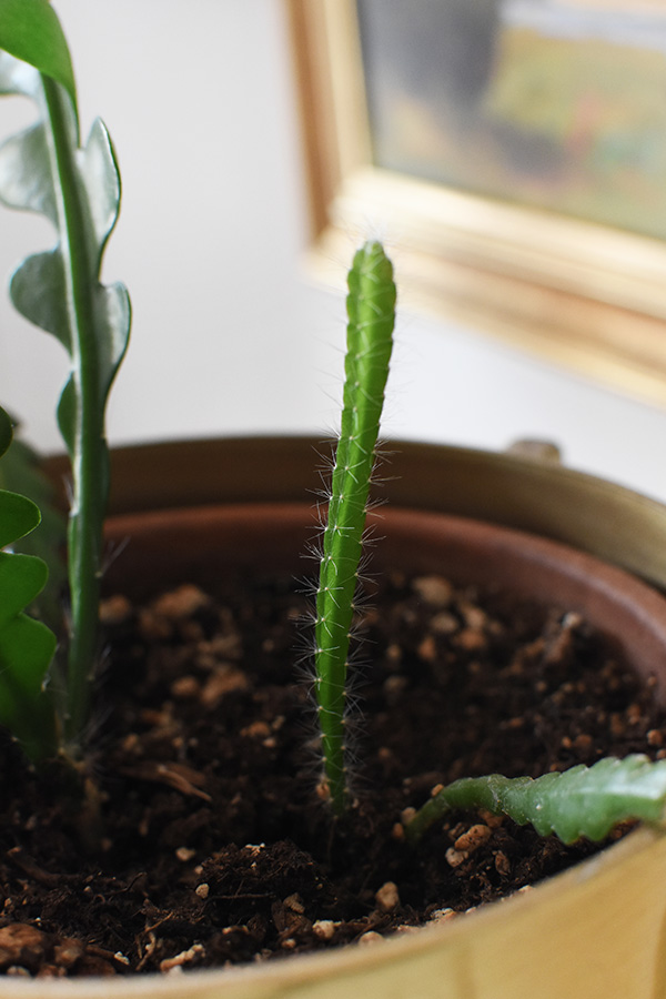 Propagated Fishbone Cactus Plant 