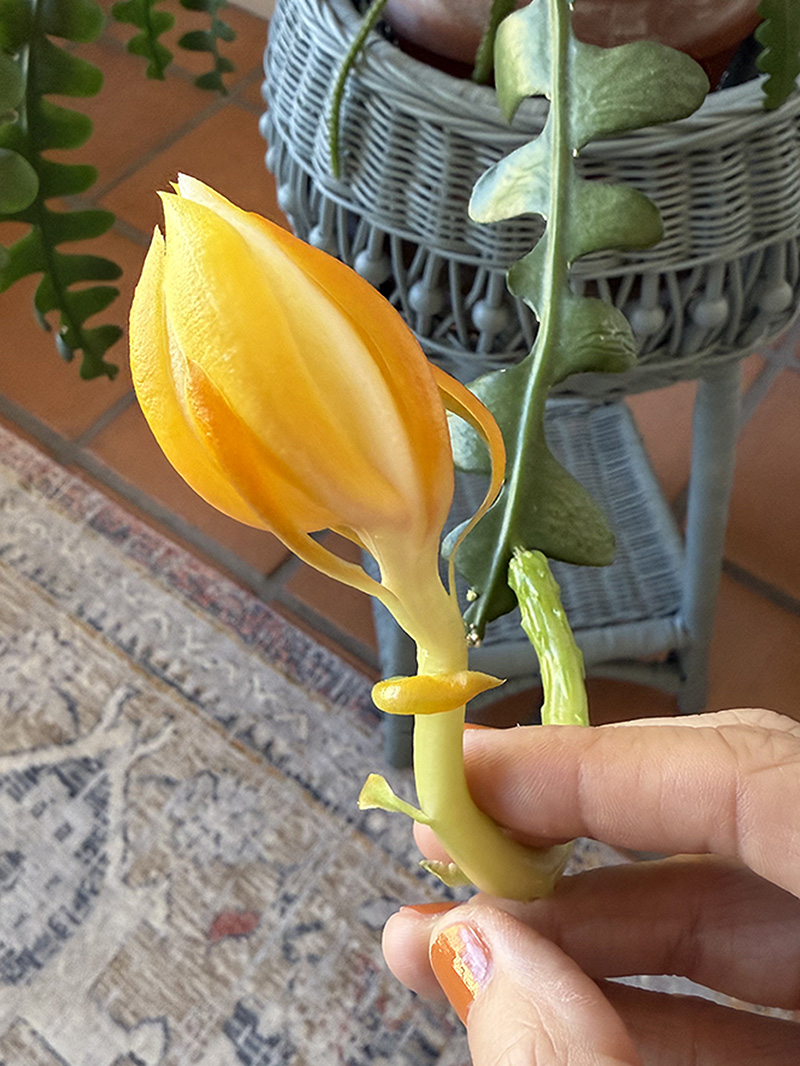 Fishbone cactus orange flower bud