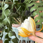 Fishbone Cactus-white flower bloom