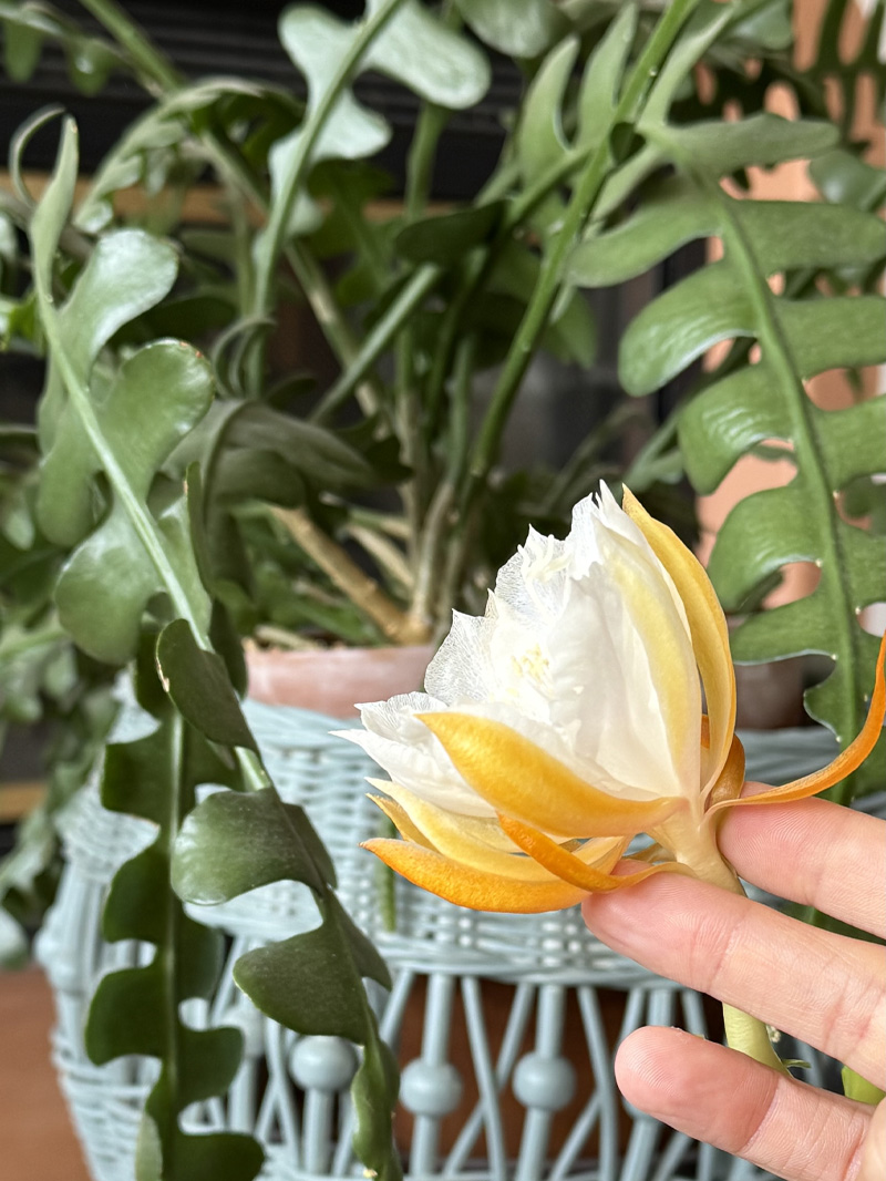 Fishbone cactus white flower opening