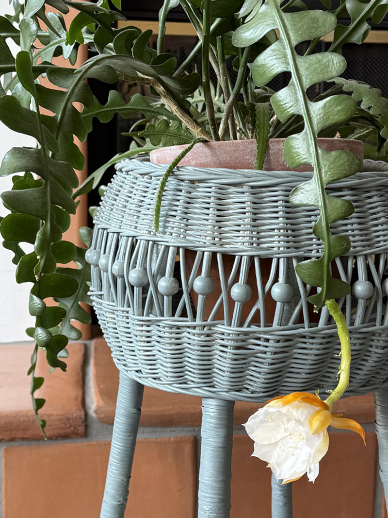 Fishbone cactus white flower blossom