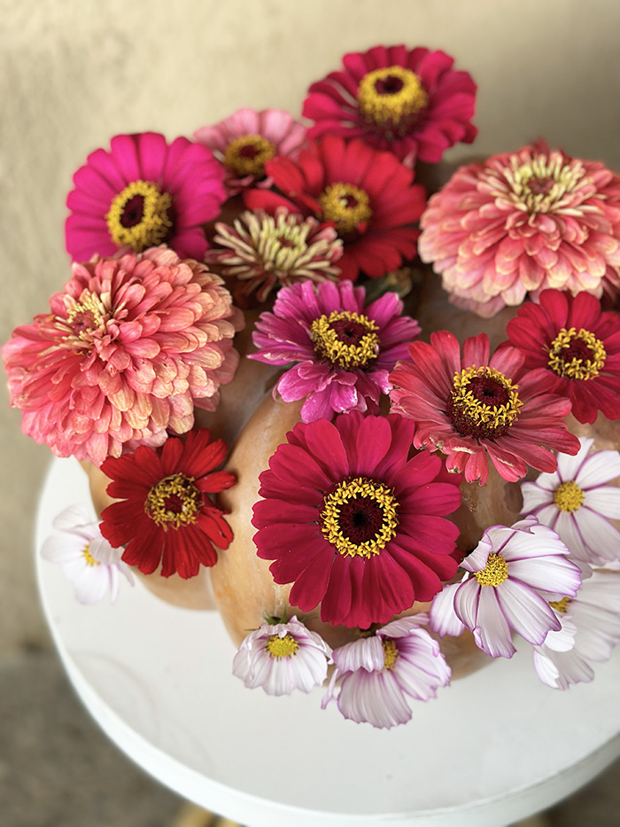 Zinnia Flowers