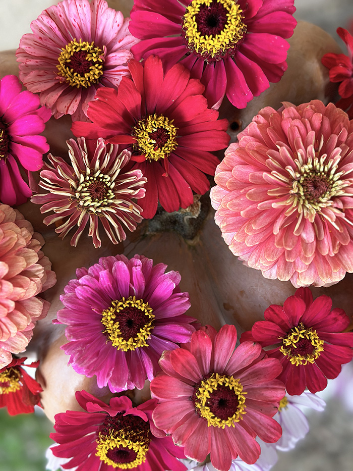 Pink and red Zinnia flowers