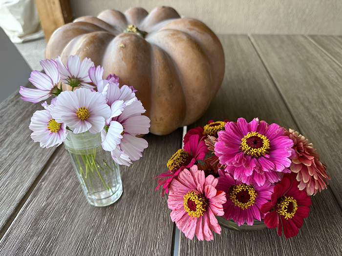 White Cosmo and pink Zinnia flowers