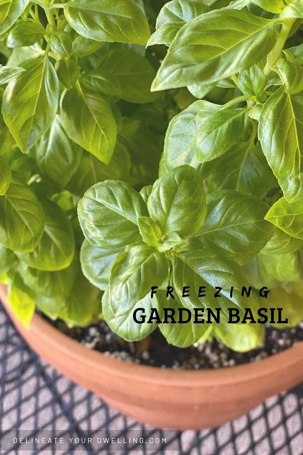 Fresh Basil from the garden