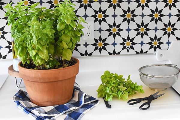 Harvesting Basil 