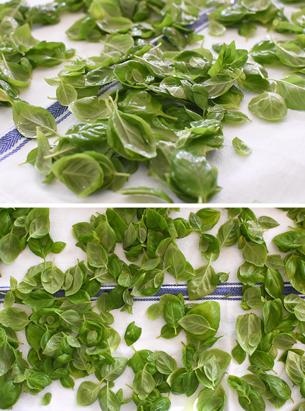 Basil drying