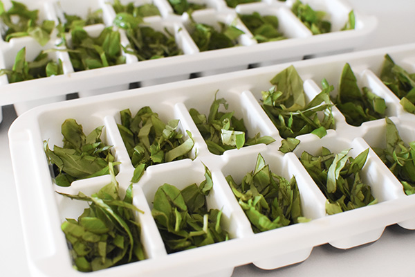 Fresh Basil in Ice Cube trays