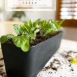 Salad in a planter