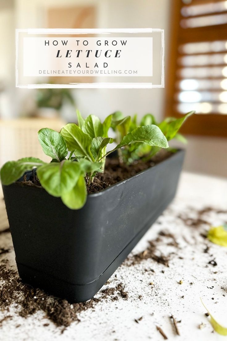 Salad in a planter