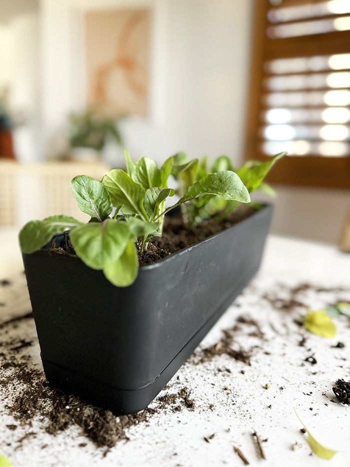 Salad in a planter