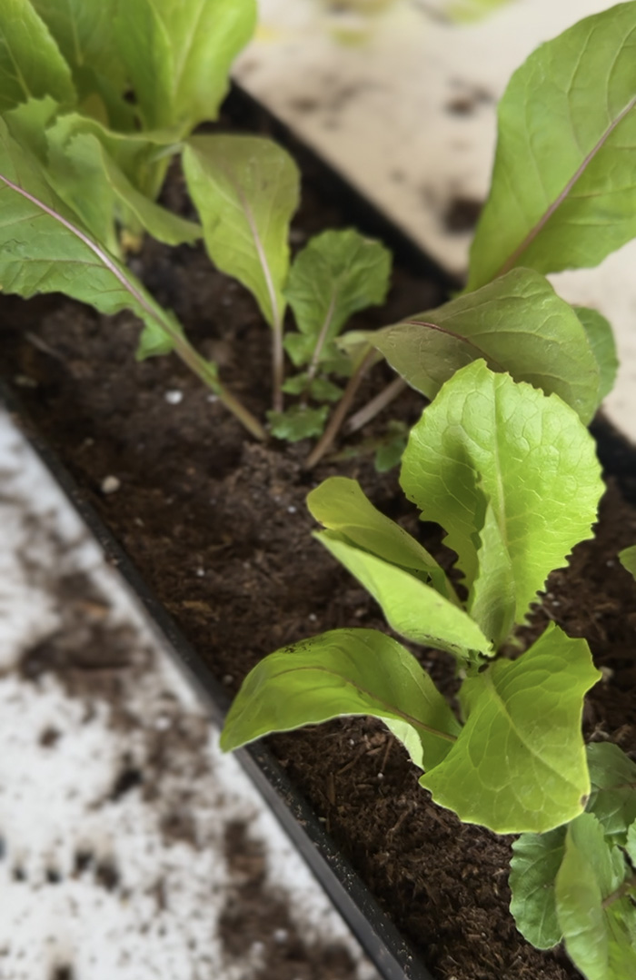 Romaine Lettuce in pot