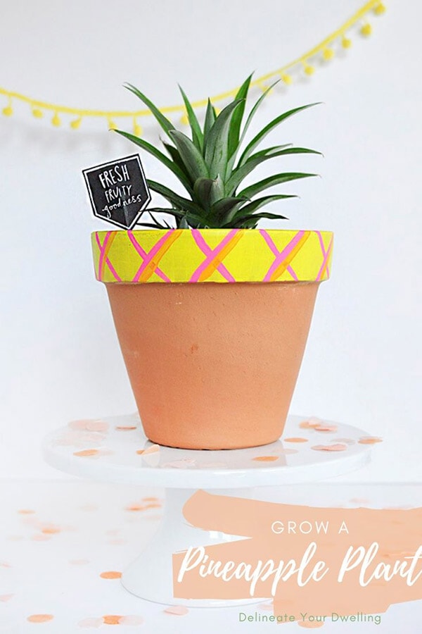 Grow a Pineapple