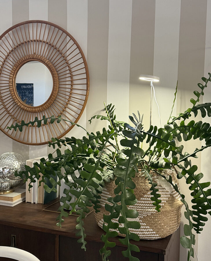 Modern grow light in fishbone cactus plant