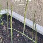 Growing Asparagus in Pots