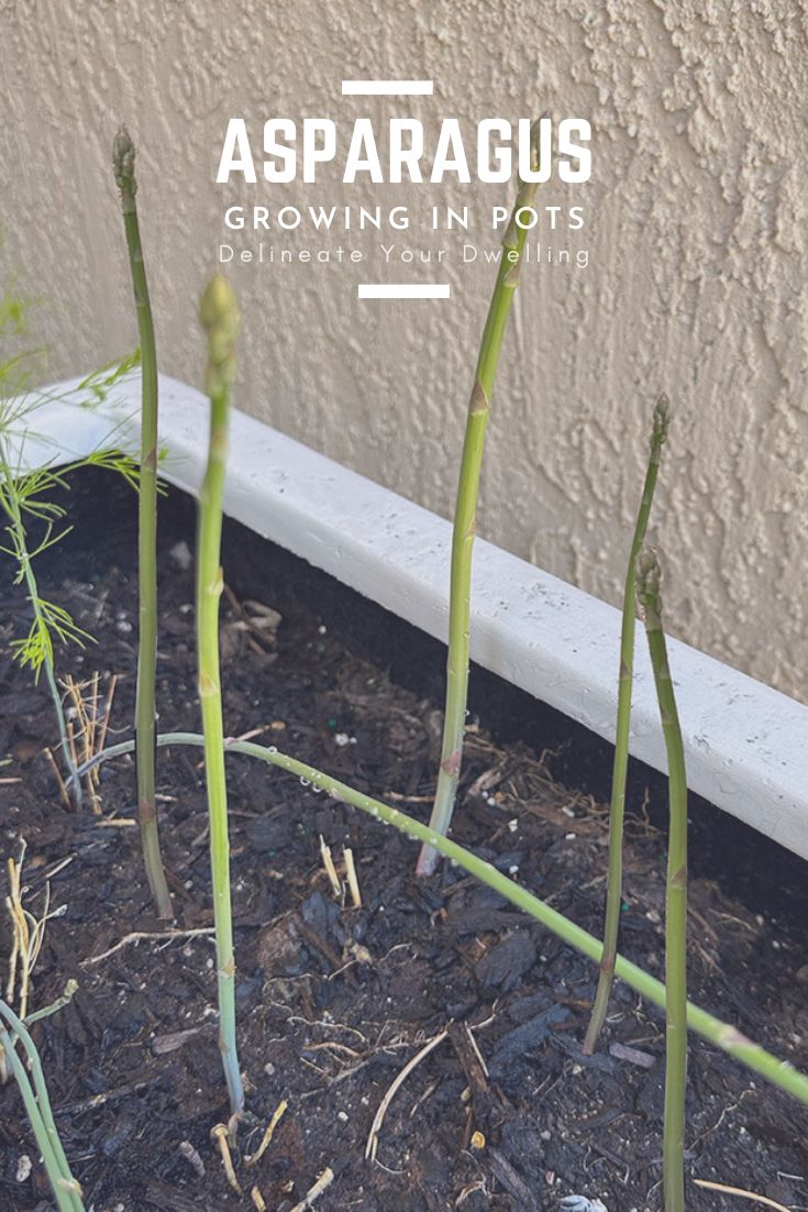 Growing Asparagus in Pots