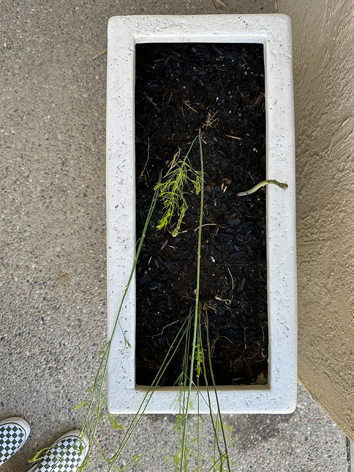 Asparagus in planter