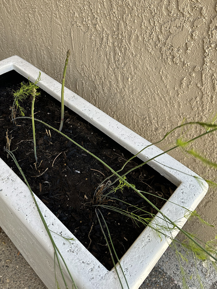 Asparagus in white Pot