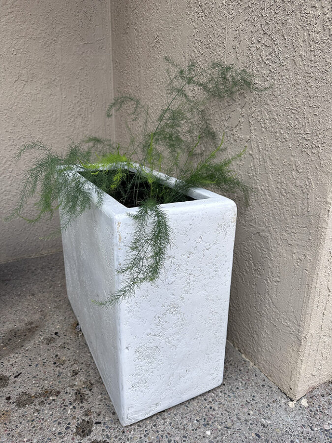 Growing Asparagus in Pots Delineate Your Dwelling