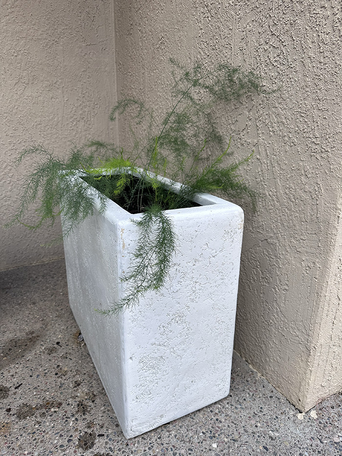 Winterizing Asparagus