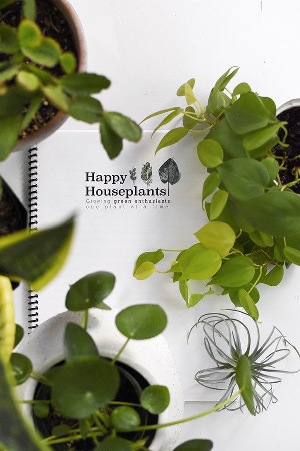 Pothos, Air Plants, Pilea Happy Houseplants ebook