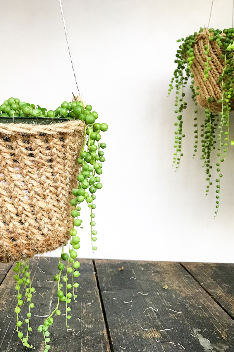 String of Pearl plants hanging in baskets