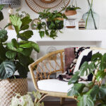 Happy Houseplants Tips