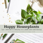 Happy Houseplants Tips