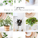 11 Gorgeous Hard to Kill Houseplants