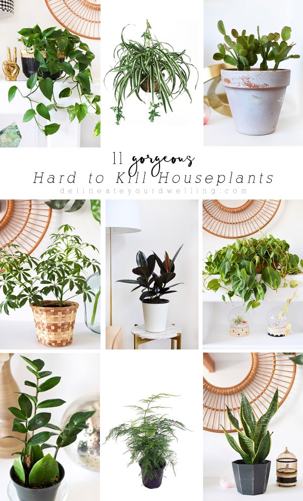 11 Gorgeous Hard to Kill Houseplants