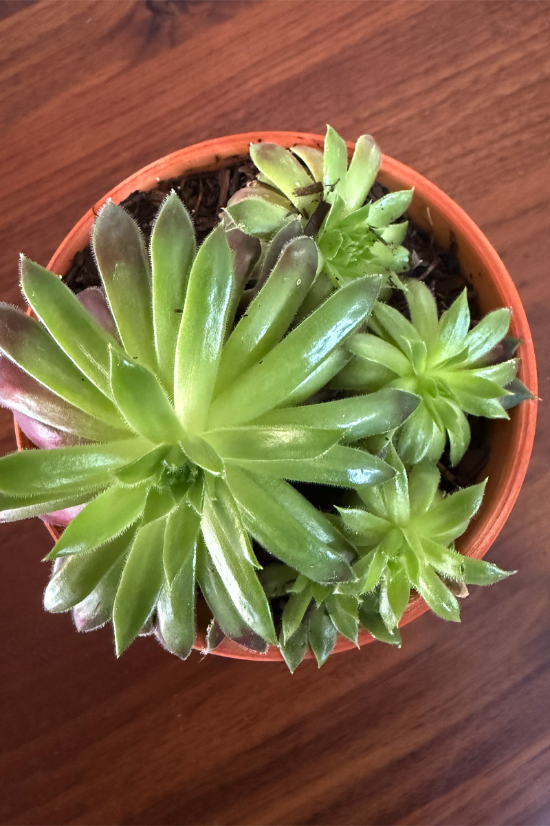 Close up of Hens and Chicks plant