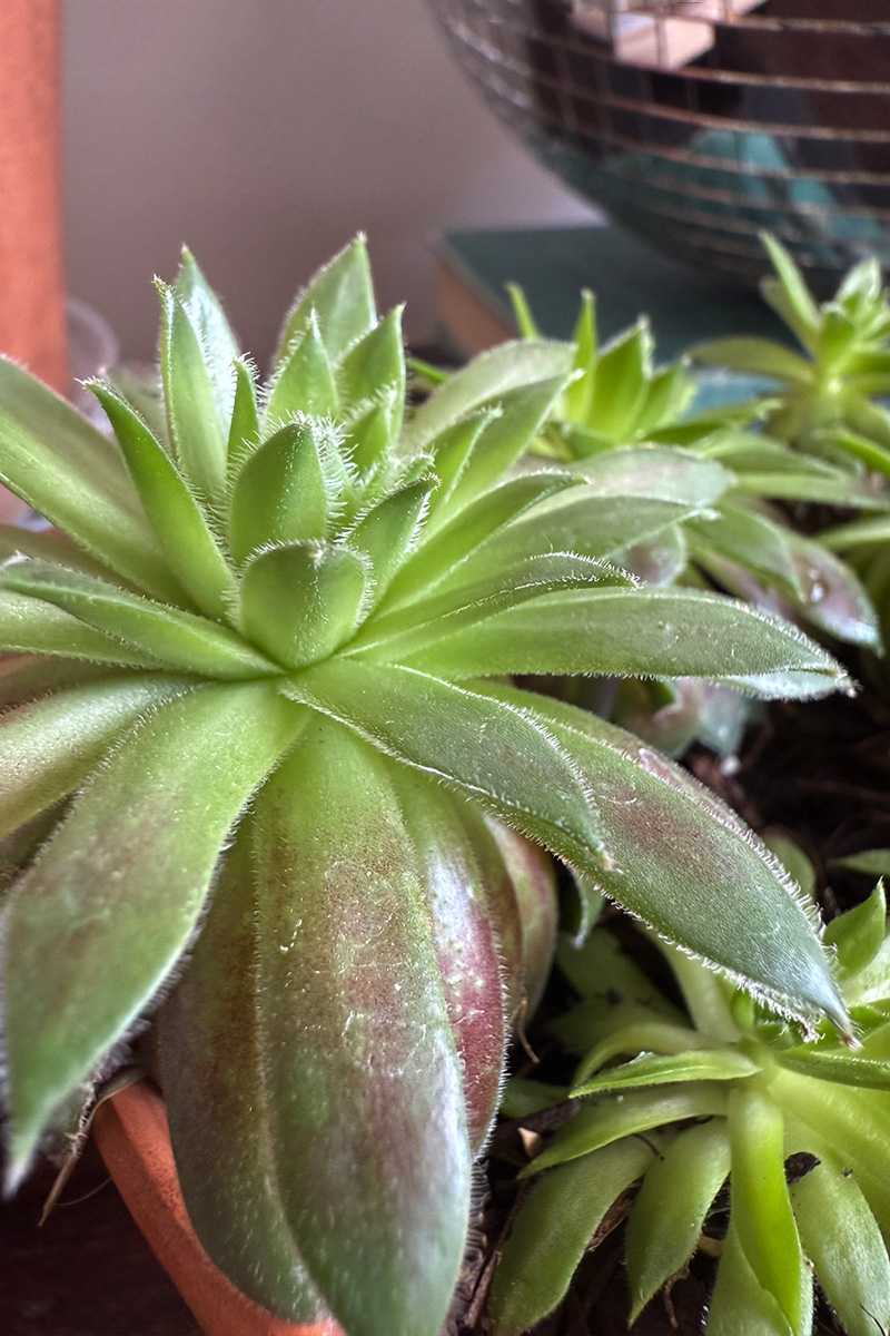 Hens and Chicks leaf zoom