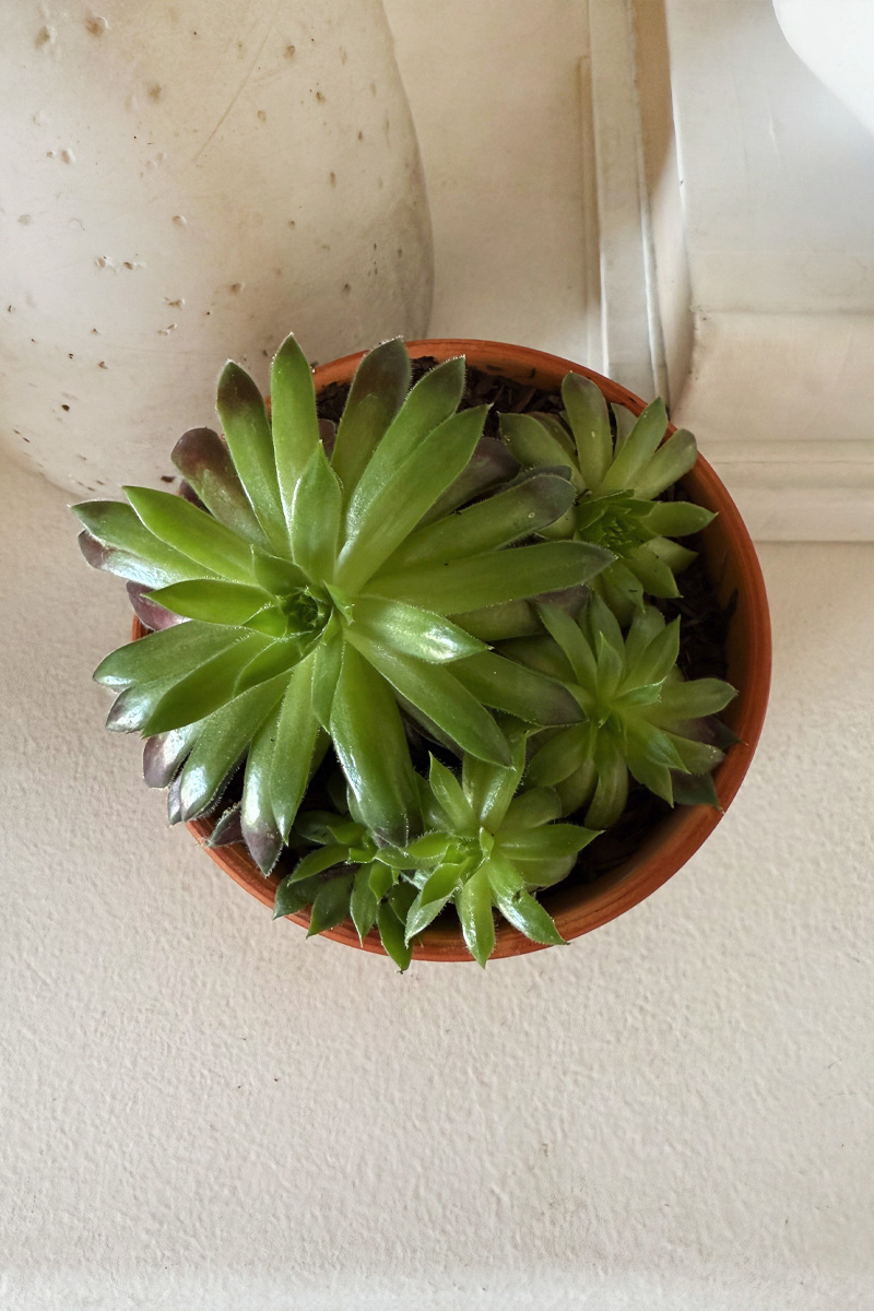 Green succulent in pot