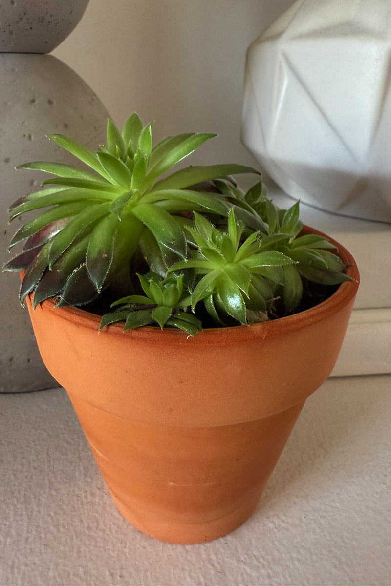 Hens and Chicks Succulent