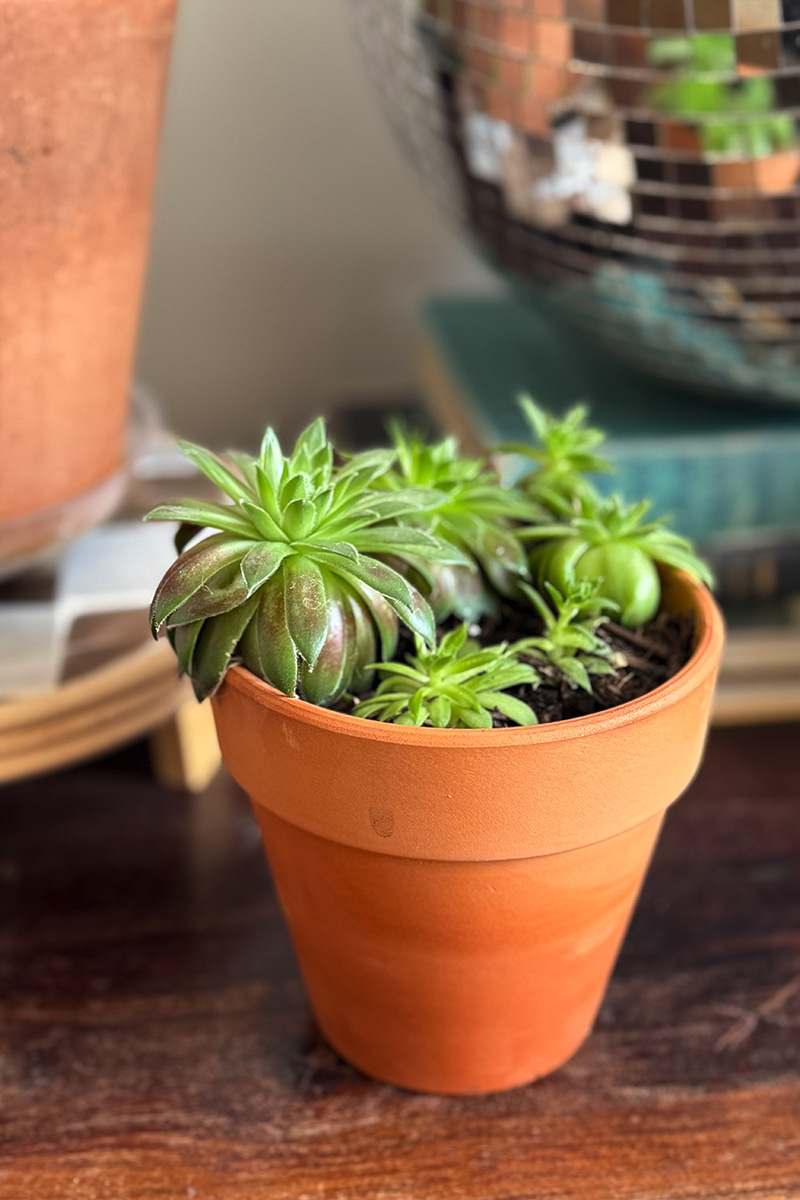 Hens and Chicks Plant in a pot